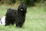 TERRIER DU TIBET 303